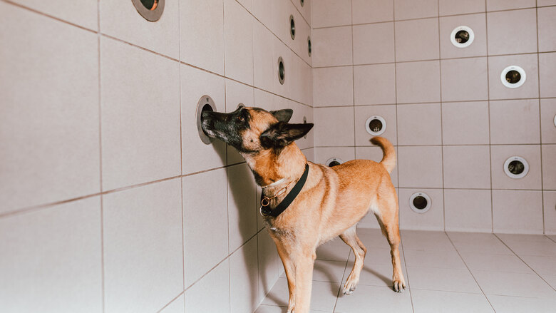 Hund erschnüffelt Rauschgift an einer Wand