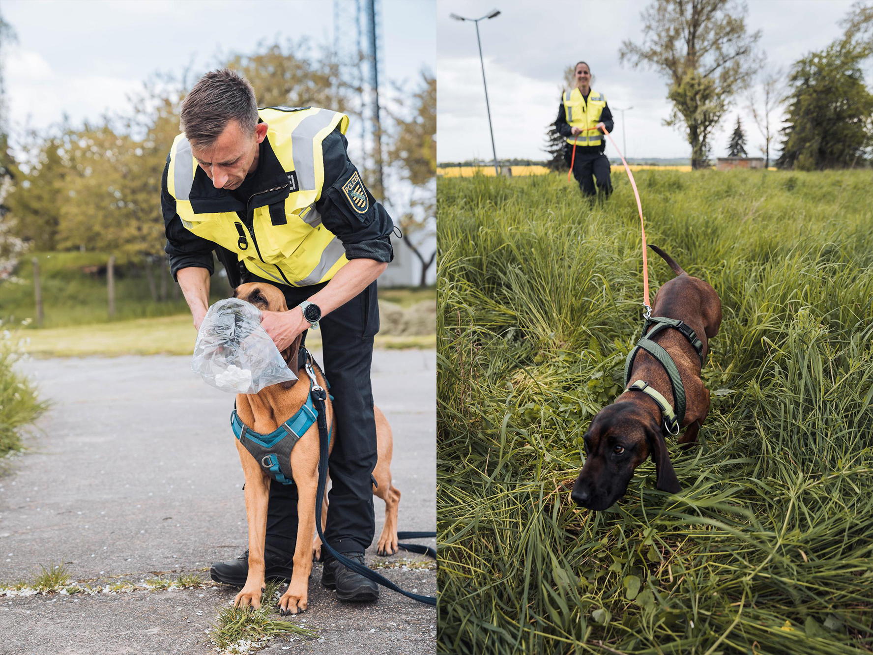 Fährtenhund