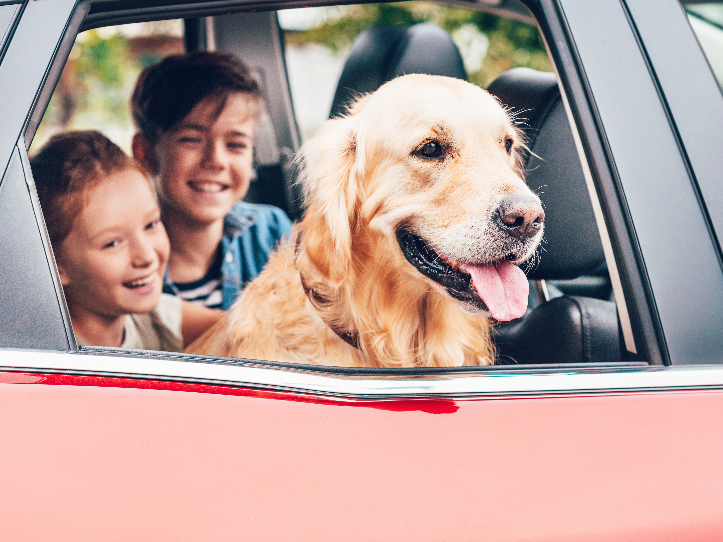 Kinder und Hund im Auto