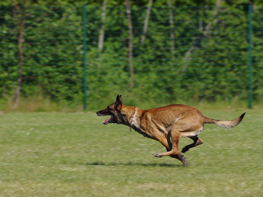 Malinois - Symboldbild - ein rennender Hund
