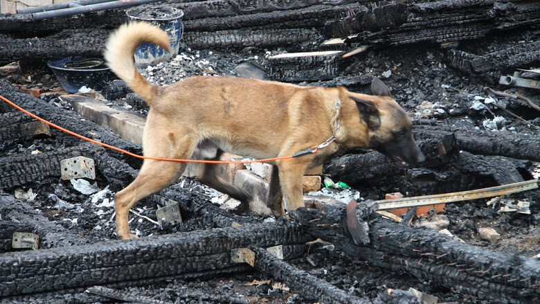 Brandmittelspürhundeausbildung