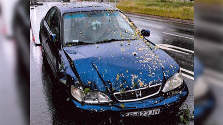 Honda Accord, blau, polnsiches Kennzeichen