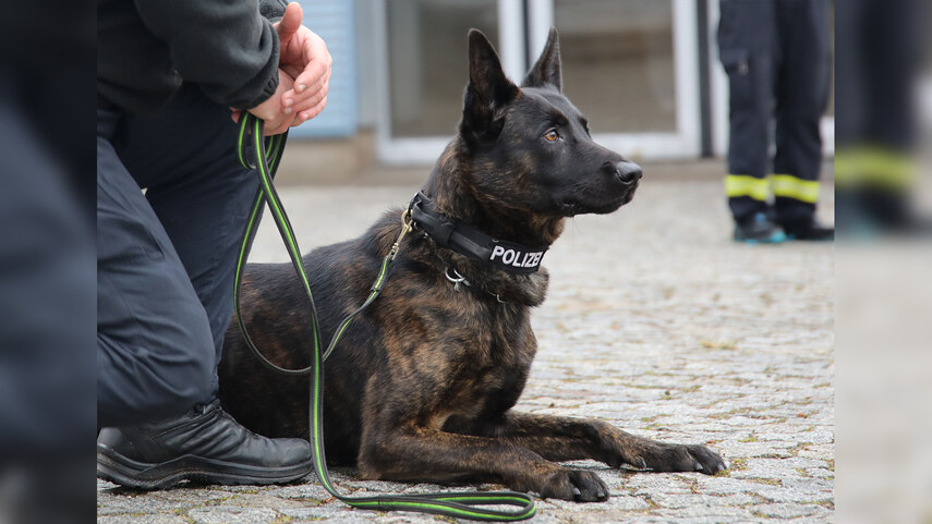 Dunkler Schäferhund mit Polizeihalsband liegt einsatzbereit